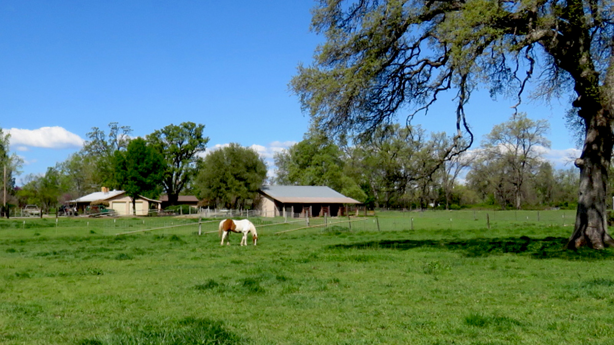 millville-horse-pasture-placitas