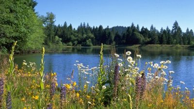 mt-lassen-spring-flowers