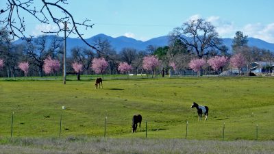 palo-cedro-horses-flowers