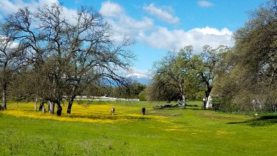 palo-cedro-spring-pasture