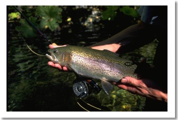 Rainbow Trout