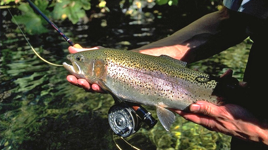 fishing-rainbow-trout