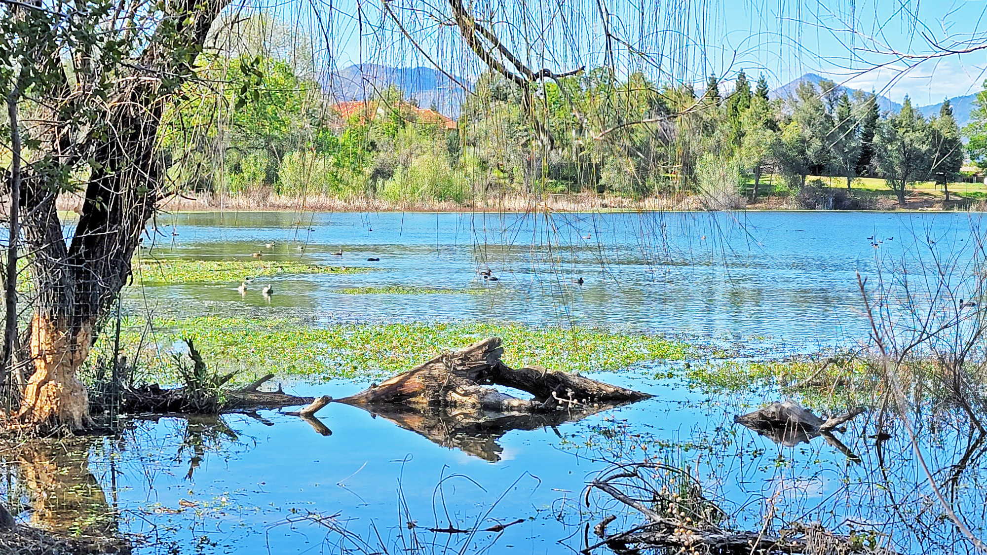 mary-lake-wildlife